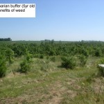 CP22 Riparian Buffer